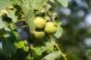 doornenburg_0003_small.jpg