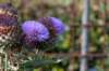doornenburg_0004_small.jpg