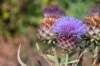 doornenburg_0005_small.jpg