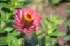 doornenburg_0010_small.jpg