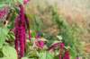 doornenburg_0015_small.jpg