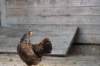 doornenburg_0017_small.jpg