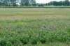 doornenburg_0044_small.jpg