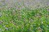 doornenburg_0047_small.jpg