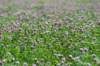 doornenburg_0048_small.jpg