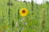 doornenburg_0051_small.jpg