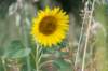 doornenburg_0052_small.jpg