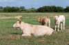 doornenburg_0055_small.jpg