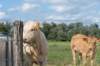 doornenburg_0058_small.jpg