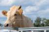 doornenburg_0059_small.jpg