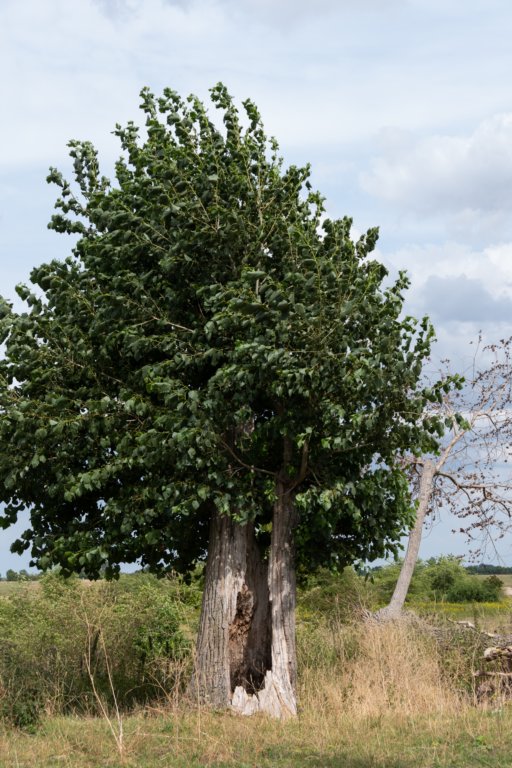 doornenburg_0090.jpg
