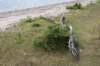 doornenburg_0092_small.jpg