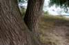 doornenburg_0098_small.jpg