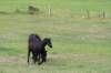 doornenburg_0140_small.jpg