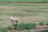 doornenburg_0143_small.jpg