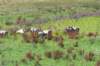 doornenburg_0153_small.jpg