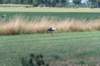 doornenburg_0162_small.jpg