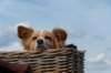 doornenburg_0169_small.jpg