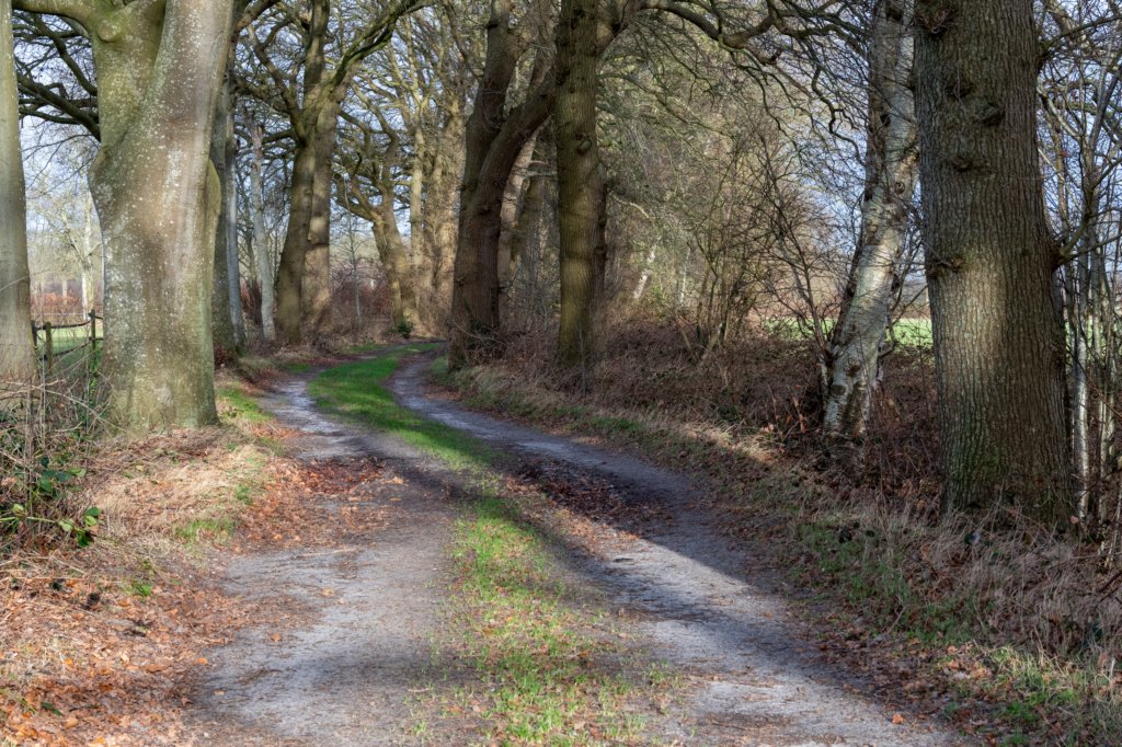 drentscheaa_011.jpg