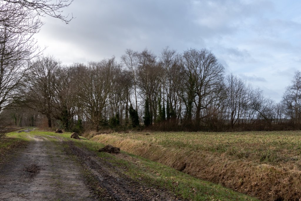 drentscheaa_022.jpg