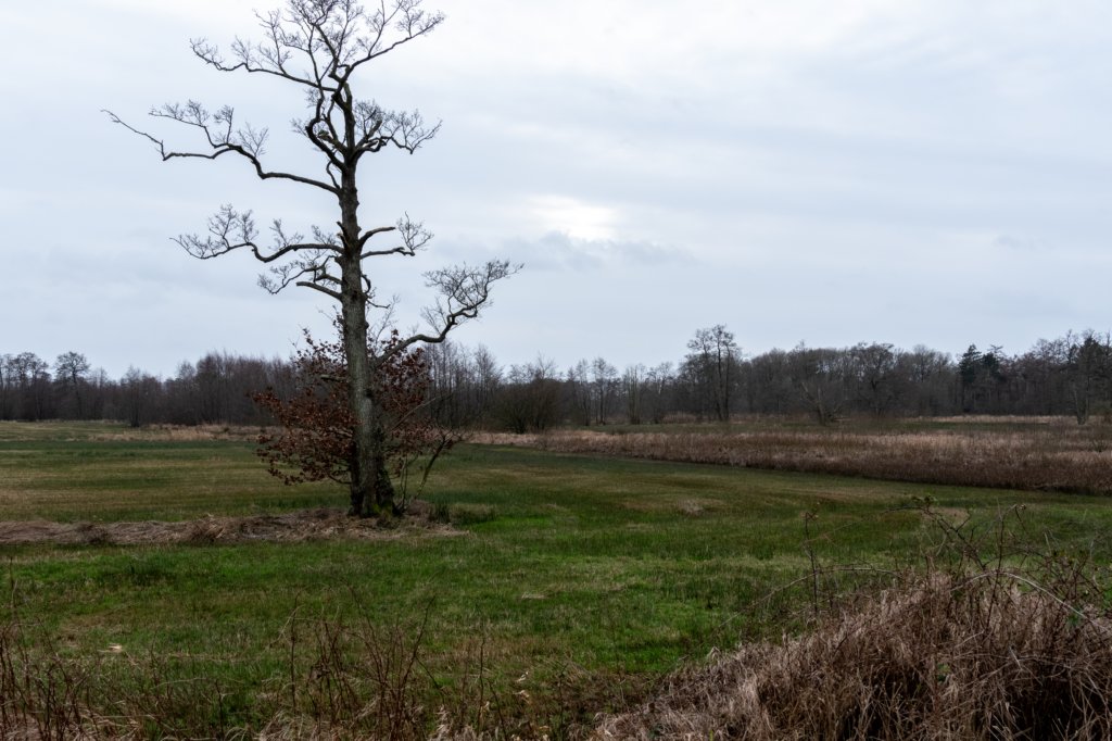 drentscheaa_027.jpg