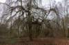 drentscheaa_034_small.jpg