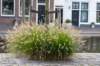 friesland_009_small.jpg