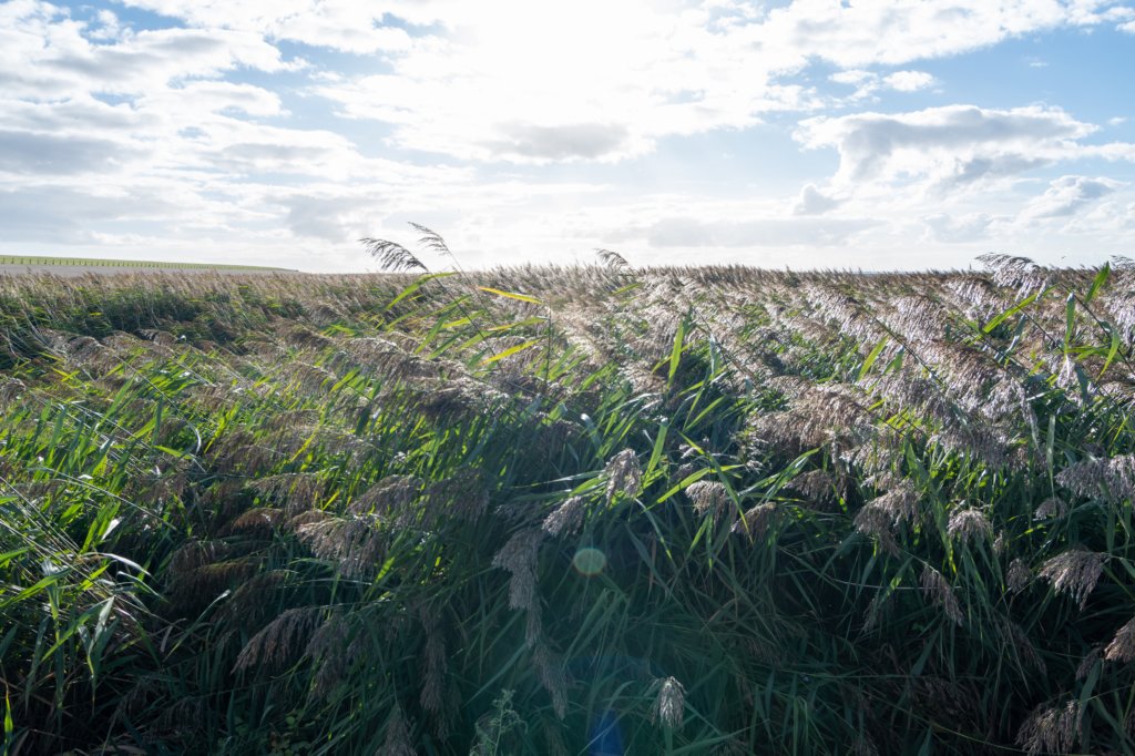 friesland_044.jpg