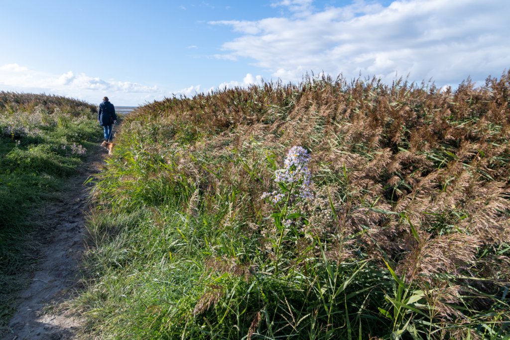 friesland_046.jpg