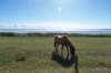 friesland_060_small.jpg