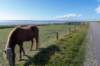 friesland_061_small.jpg