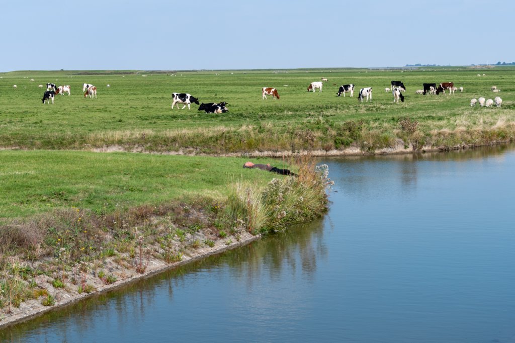 friesland_092.jpg
