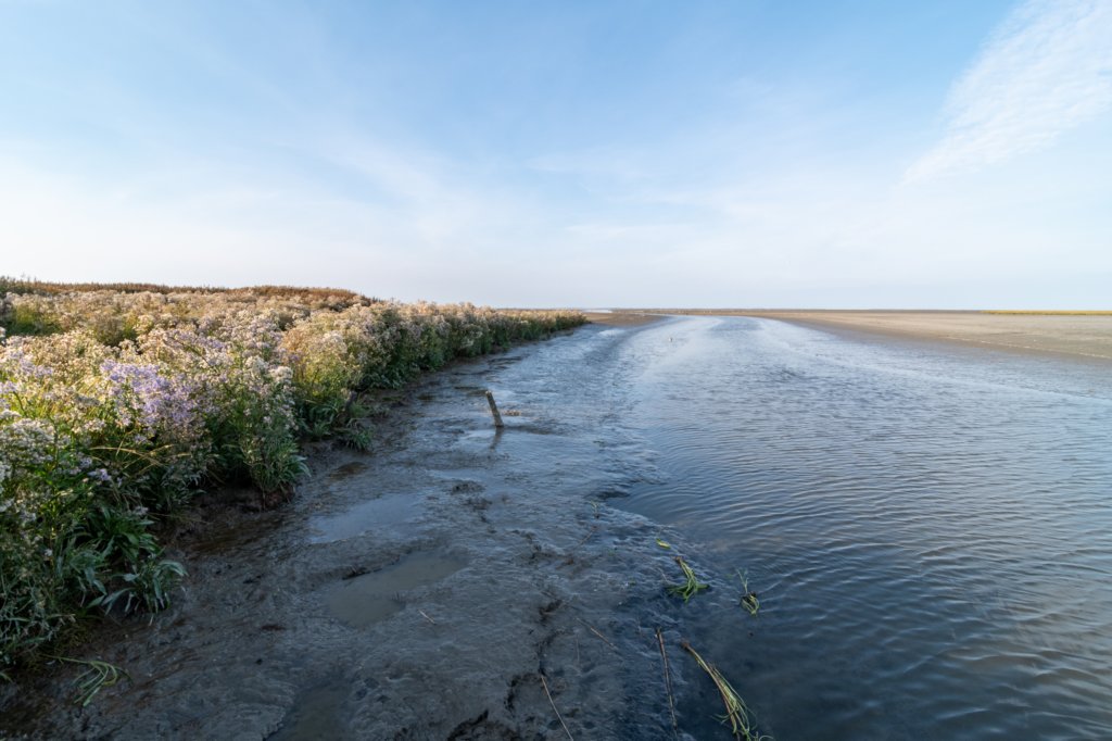 friesland_115.jpg