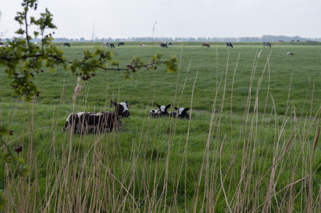 geinenvecht_022.jpg