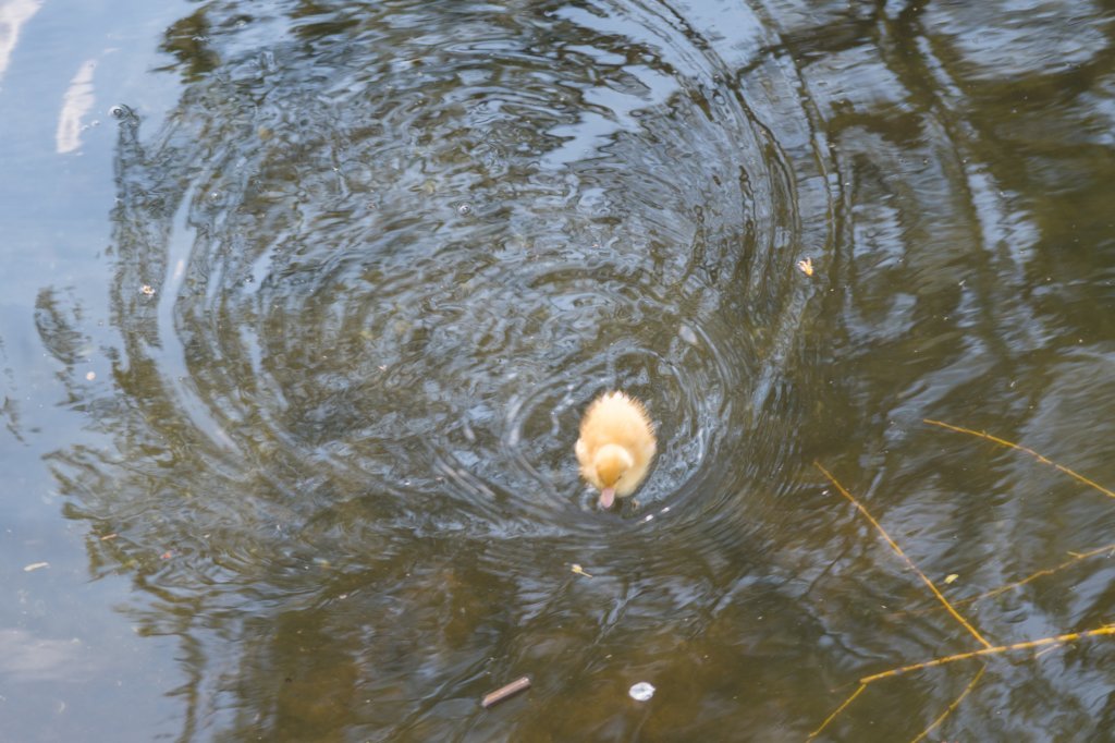 geinenvecht_079.jpg