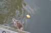 geinenvecht_080_small.jpg