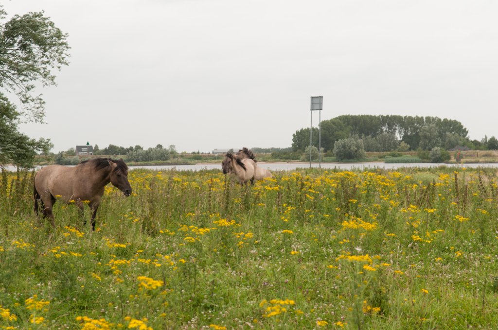 loevestein_049.jpg