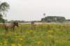 loevestein_049_small.jpg
