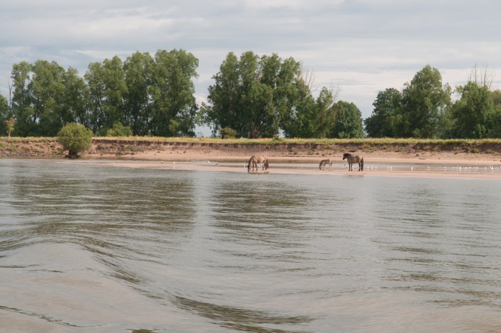 loevestein_057.jpg