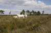 grootepeel_013_small.jpg