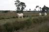 grootepeel_016_small.jpg
