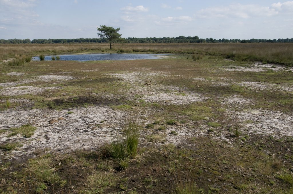 grootepeel_026.jpg