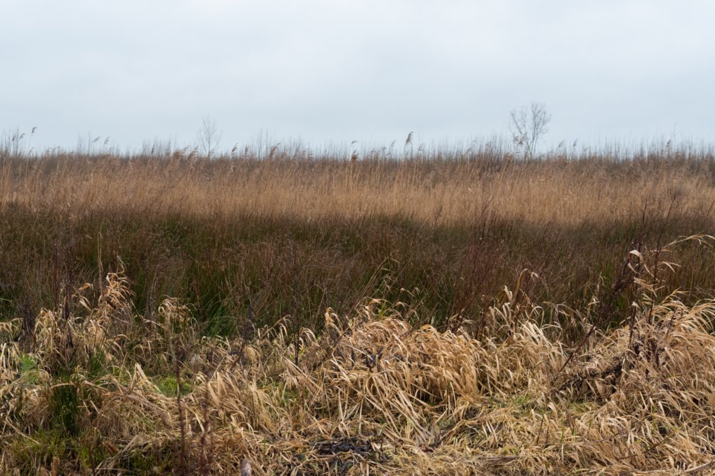 haarzuilens_008.jpg