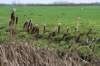 haarzuilens_016_small.jpg