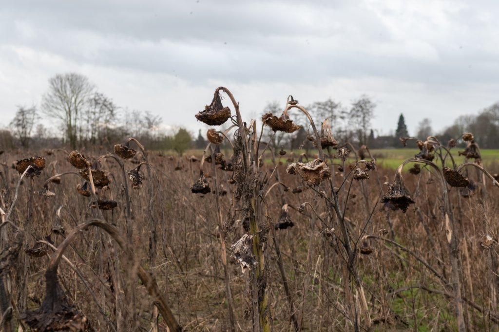 haarzuilens_034.jpg