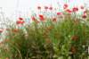 halfweg_009_small.jpg