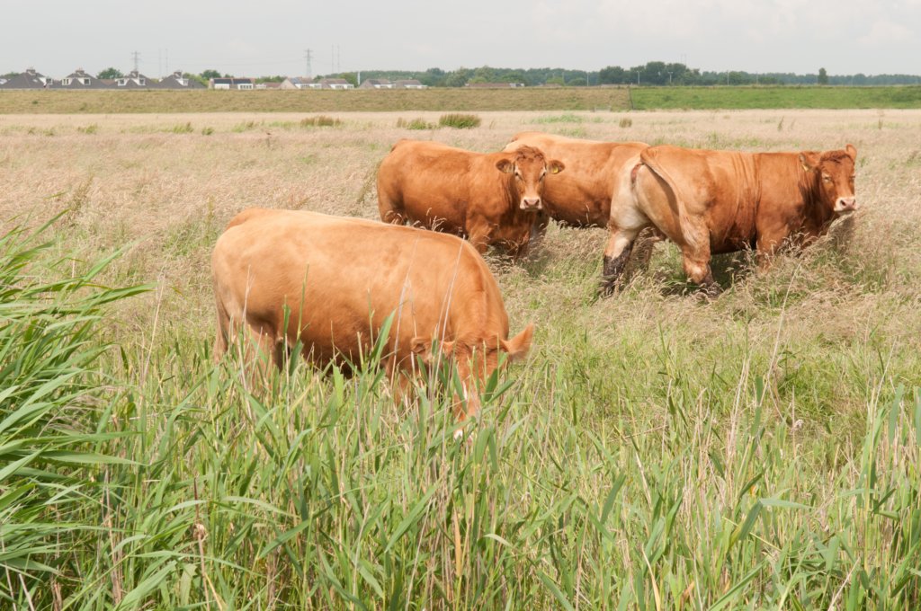 halfweg_016.jpg