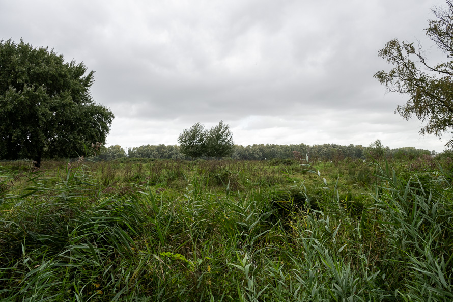 <div></div>