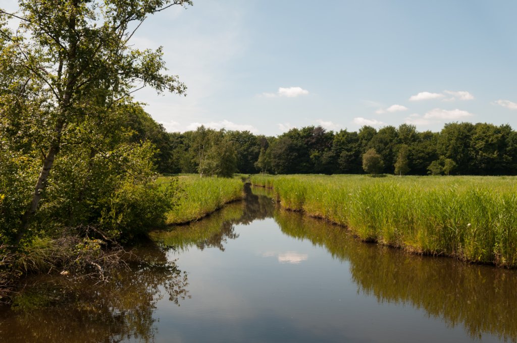 amsterdamsebos_013.jpg