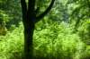 amsterdamsebos_014_small.jpg
